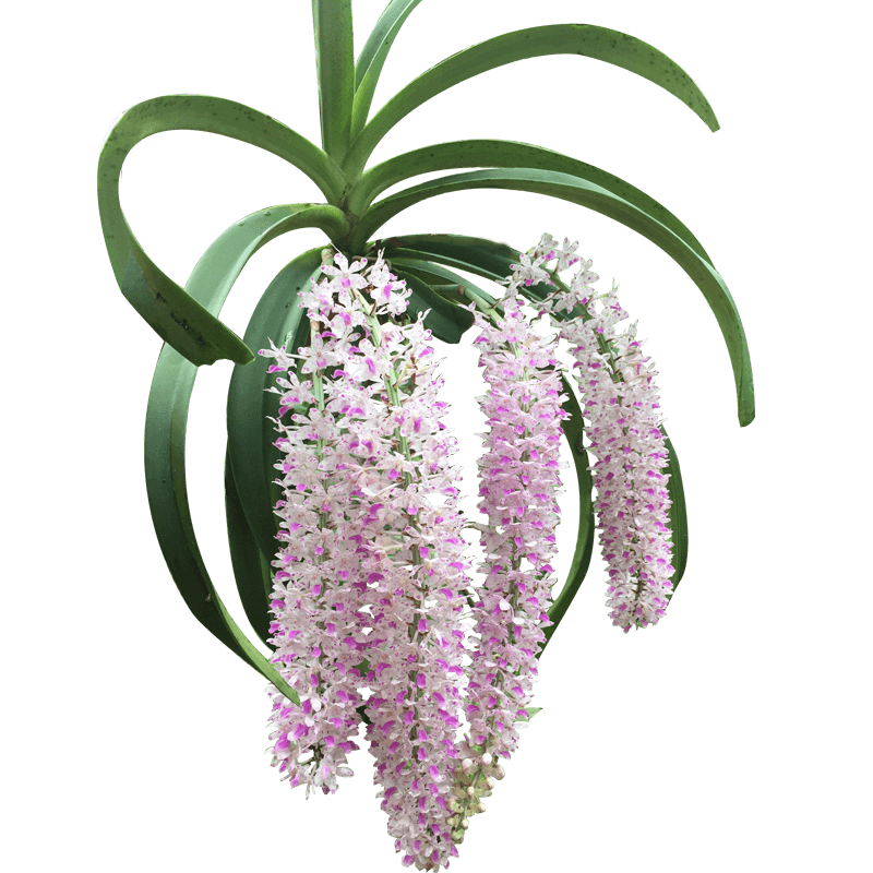 好前景 狐尾兰兰花室内客厅壁挂铁皮石斛苗 花卉绿植盆栽水培植物