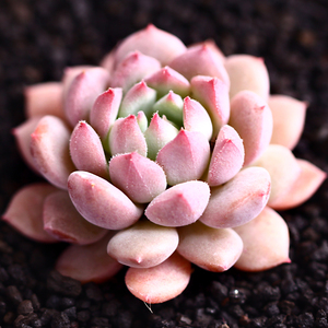莱恩小精灵多肉植物多肉创意迷你植物办公室室内绿植盆栽花卉园艺