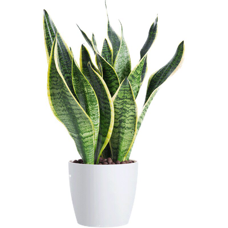 虎皮兰植物室内花卉金边虎尾兰盆栽客厅卧室大盆净化空气观花绿植