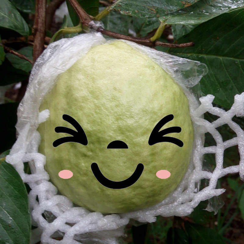 新鲜现摘广西果白肉心番桃子番石榴