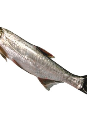 [三花五罗]黑龙江野生兴凯湖大子大岛子鱼2-8斤整条顺丰包邮