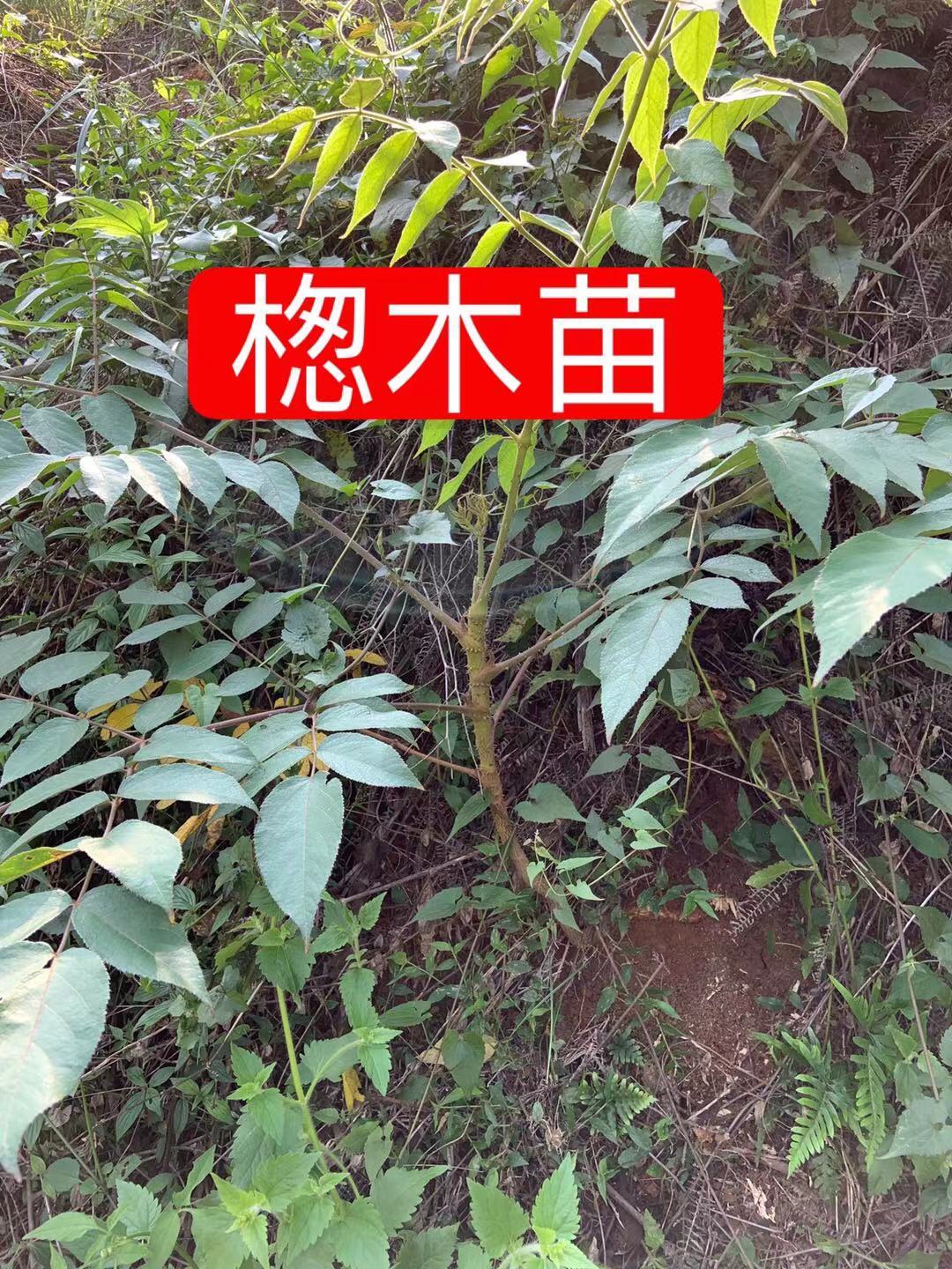 野生楤木 30-80树苗一棵 选鹰不扑葱百鸟不落千枚针老虎刺雷公