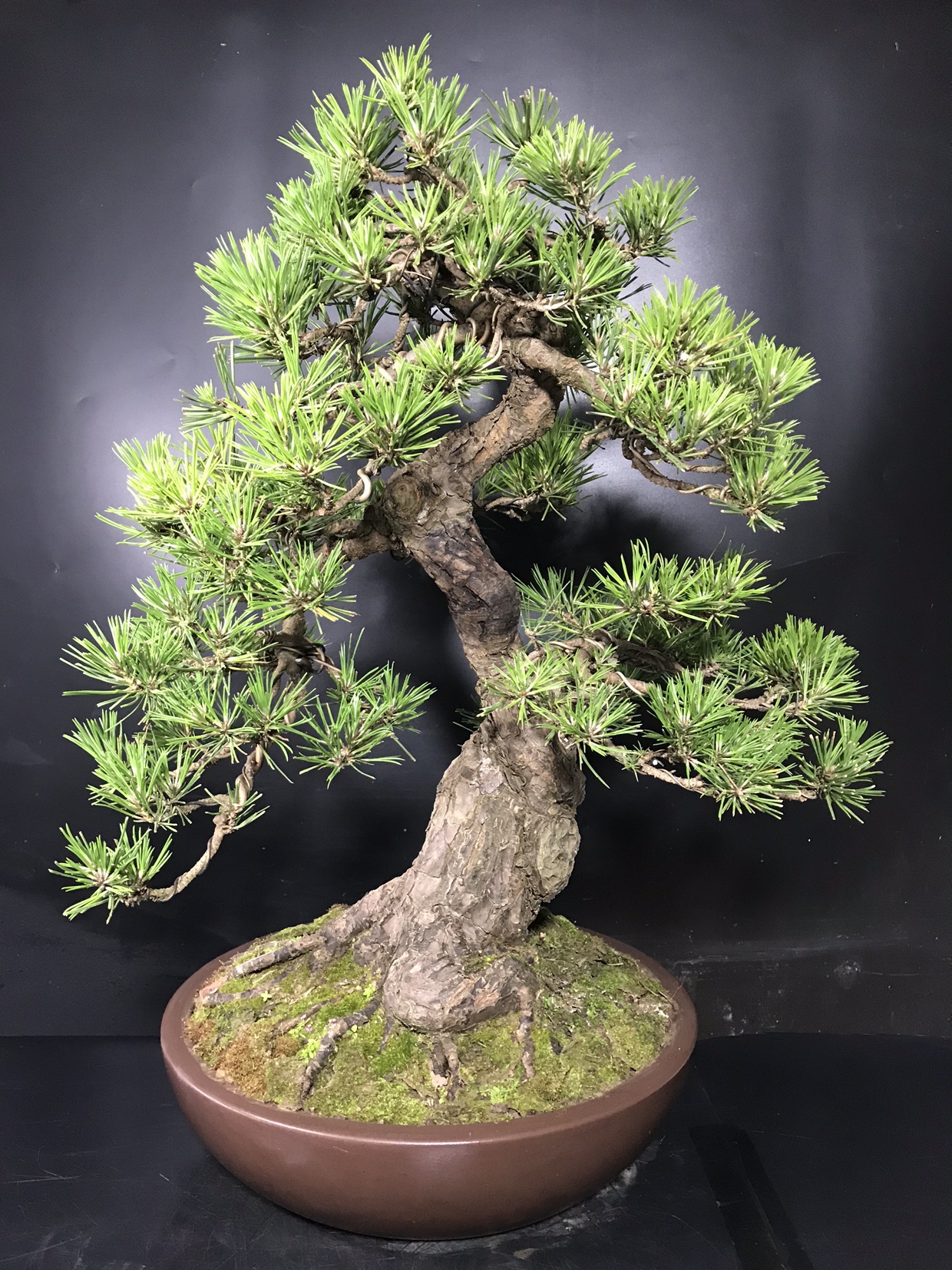 小黑松盆景图片大全欣赏(黑松盆景图片大全欣赏 精品)