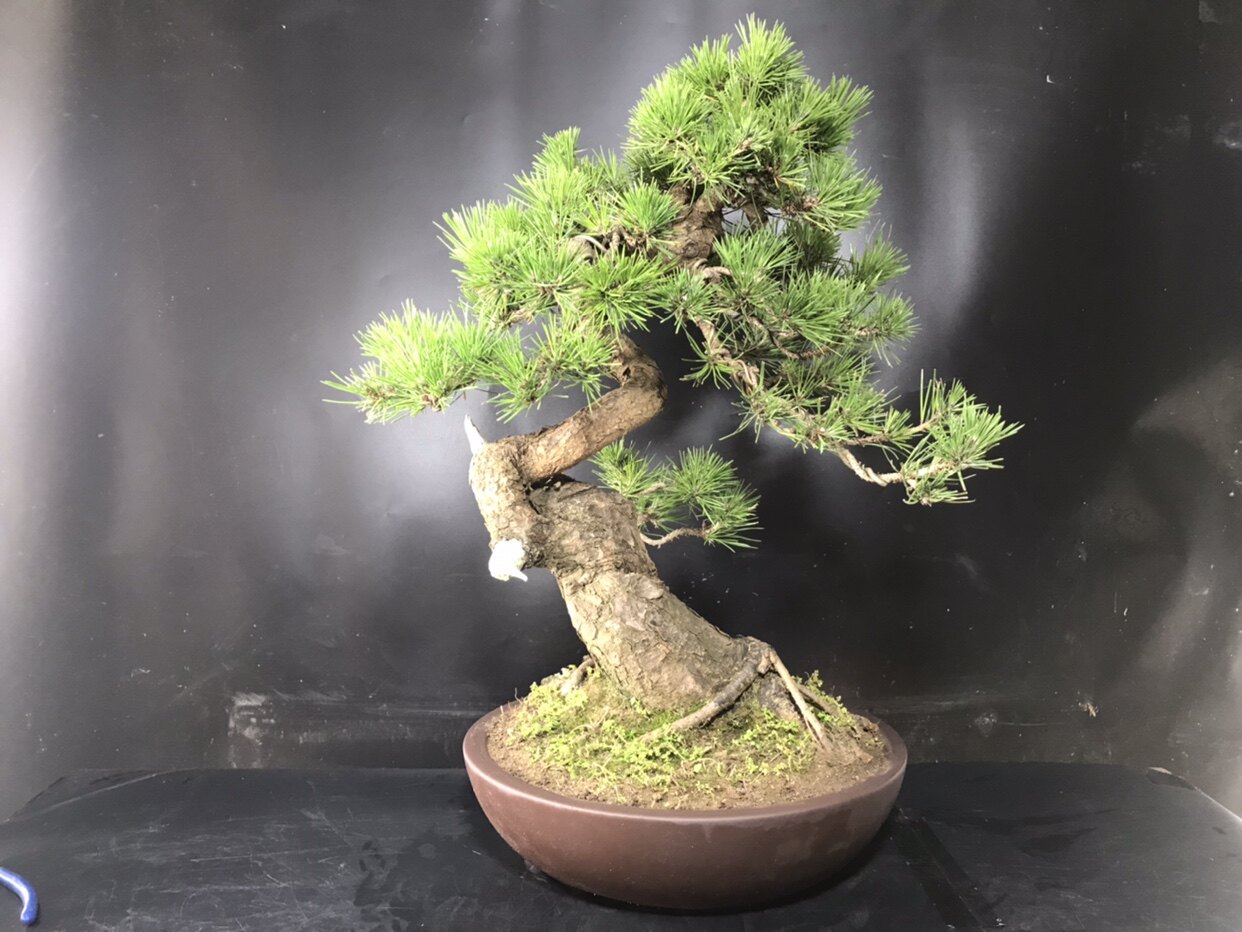 一物一拍短针暴皮老桩黑松阳台庭院办公室造型迎客松盆景四季常青