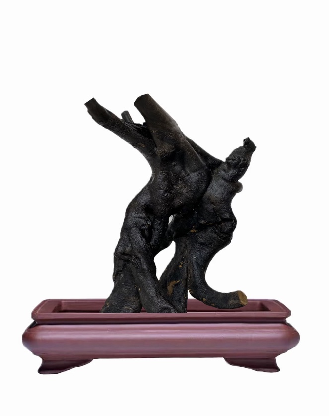 黄金朴 花皮榆 盆景直播间看货购买