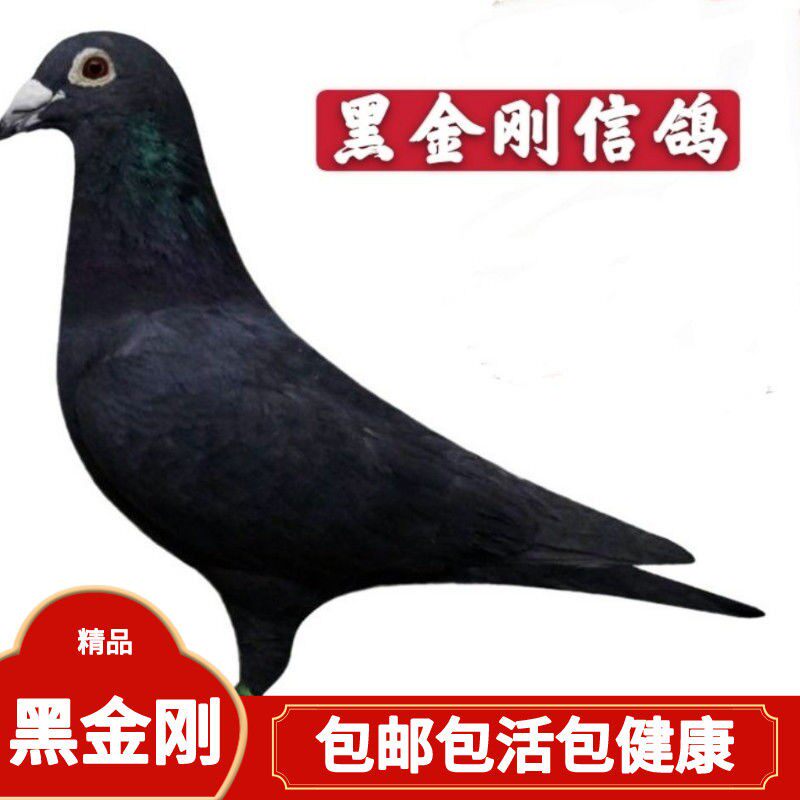 【黑金刚信鸽】桑杰士森林黑信鸽活体公母一对种鸽幼鸽青年鸽包活