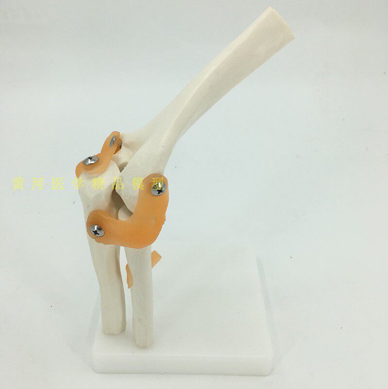人体肘关节模型 人体模型 人体骨骼关节模型人骨关节骨科教学模型
