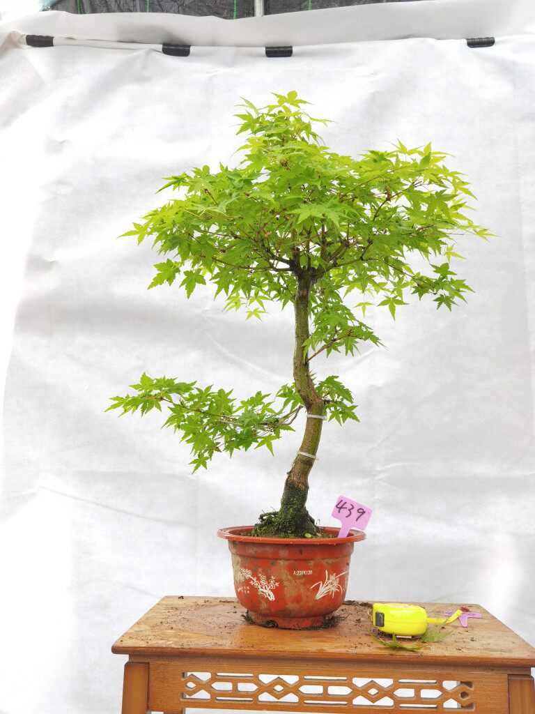 一物一拍日本枫盆景袖锦黄金枫黄枫红枫树苗观叶趣味植物庭院盆栽