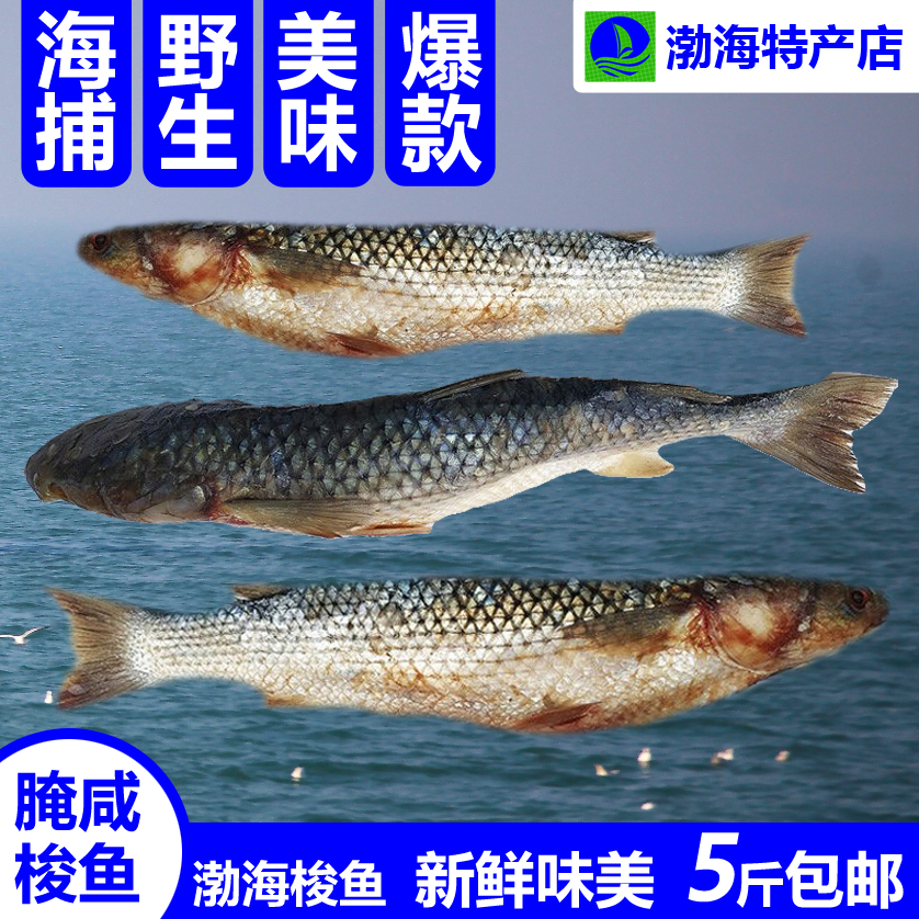 咸梭鱼包邮渤海特产野生非养殖自家腌制水产干货大个新鲜红眼梭