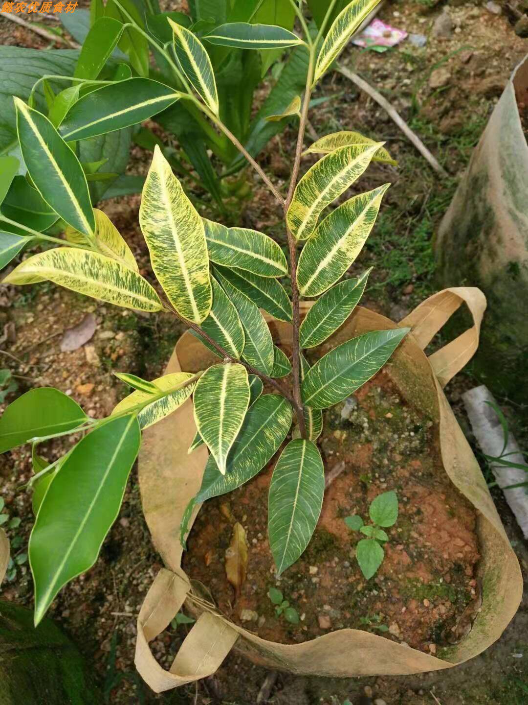 黄金叶奇楠沉香苗黄金叶奇楠可作盆,属绿奇楠,结香快带土带叶发货