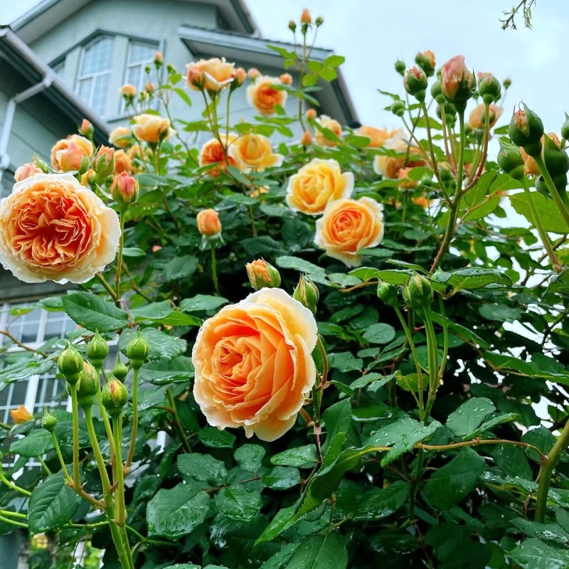 玛格丽特王妃太子妃藤本黄色月季花柱花架花卉植物盆栽苗