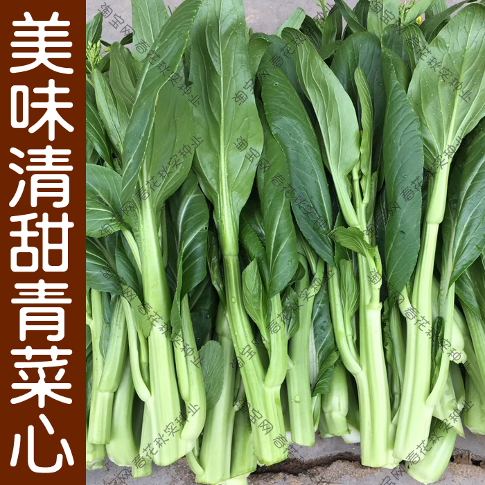 油绿粗苔菜心 四九菜心 种子青菜阳台种菜蔬菜种子