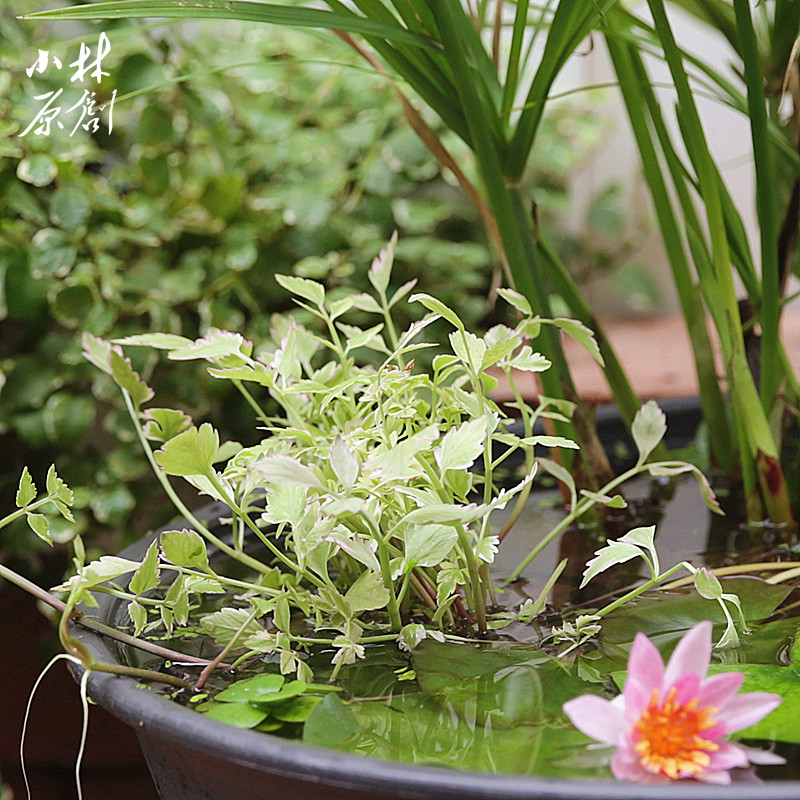 龟缸彩叶水芹耐热耐寒水生沼泽过滤水池水陆造景阳台花园挺水植物