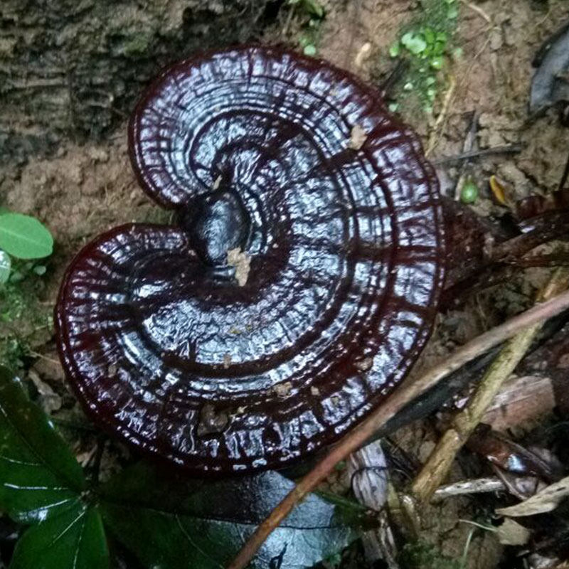 正宗韶关深山野生灵芝 纯天然紫灵芝 黑林芝 正品整枝可切片250克