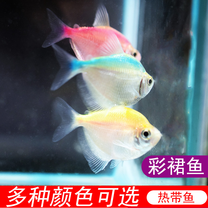 彩裙鱼品牌精品汇聚_价格大全 pc版-最宠网