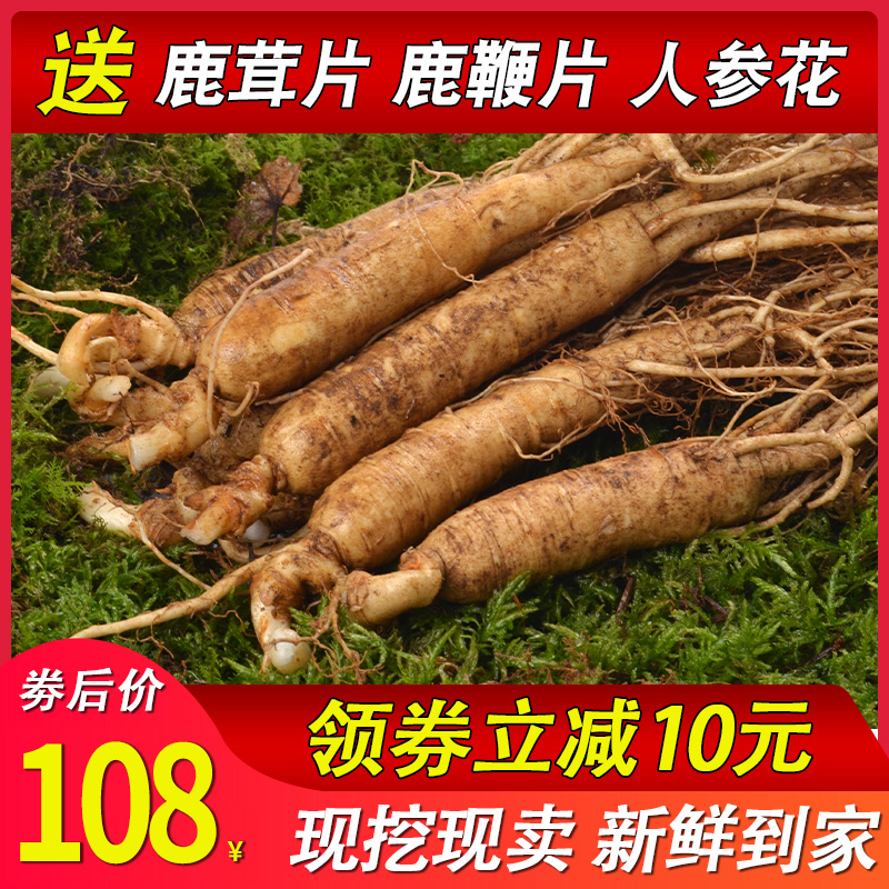 带土鲜人参长白山新鲜人参东北野山参泡酒人参6年新鲜参10支500克|msdalam kategori makanan berkhasiat tradisional, ginseng tonik, ginseng/ginseng - dari Buy2taobao.com untuk memberikan perkhidmatan ejen Taobao profesional membeli