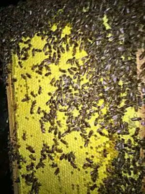 活蜜蜂群中蜂群 活体笼蜂中蜂群 特价|msdalam kategori Penternakan haiwan/bekalan pertanian, Penternakan haiwan/Perkhidmatan akuakultur, Penternakan haiwan/perkhidmatan teknologi pembiakan - dari Buy2taobao.com untuk memberikan perkhidmatan ejen Taobao profesional membeli