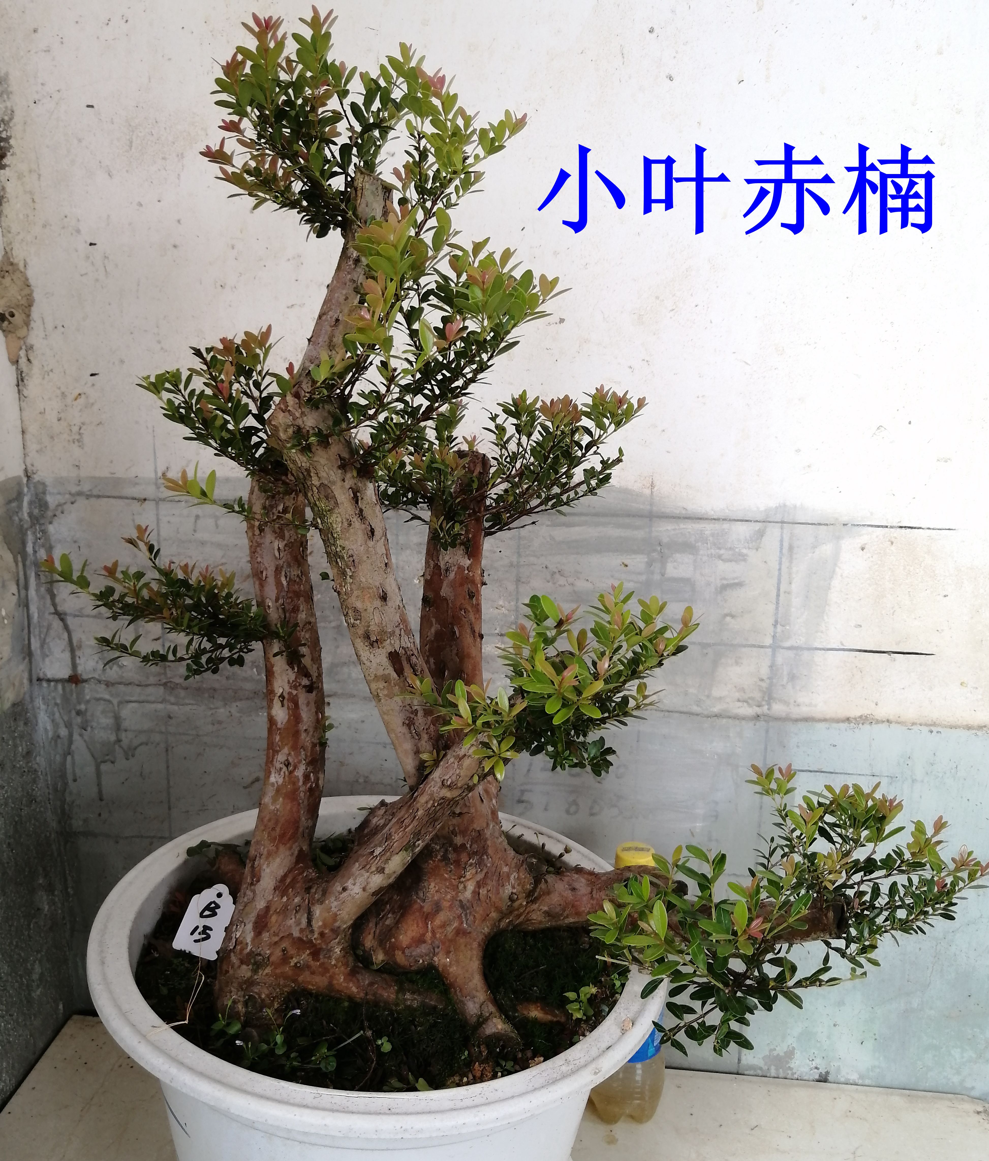 小叶红芽赤楠熟桩盆景树桩三叶轮观叶盆栽绿植庭院四季常青防辐射