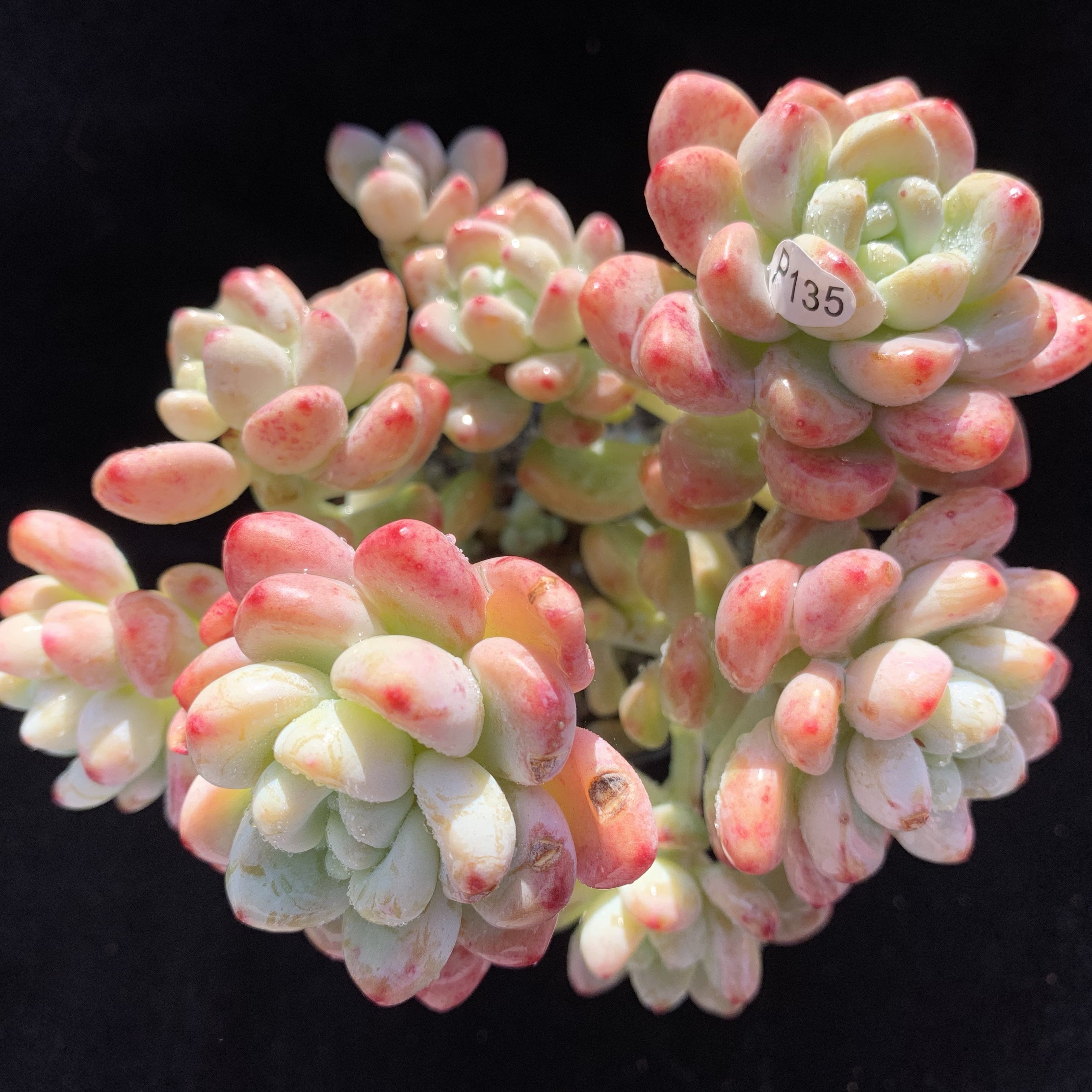 热销劳尔多肉植物