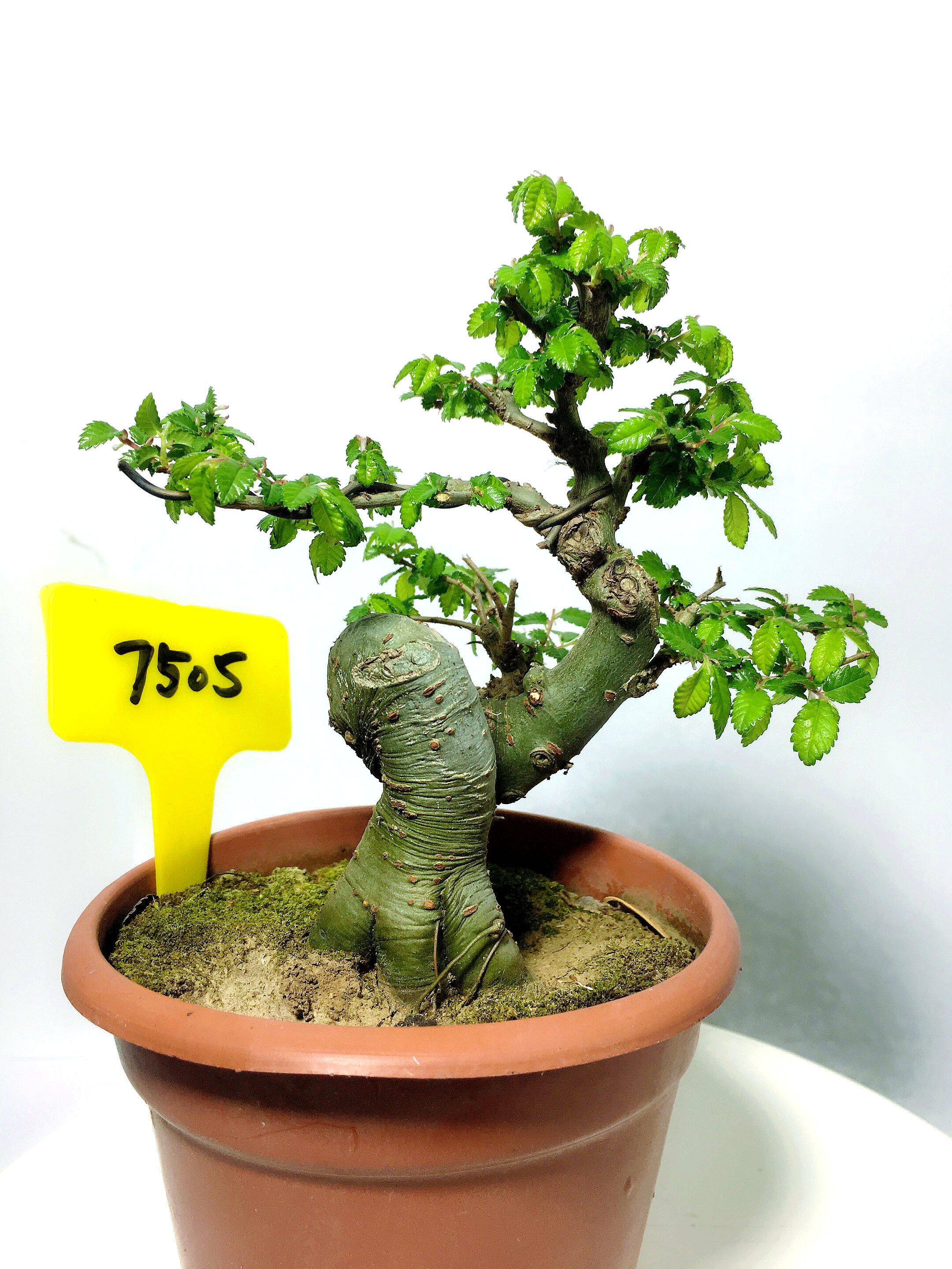 榔榆微型盆景迷你小盆栽掌上小品老桩绿植趣味包邮