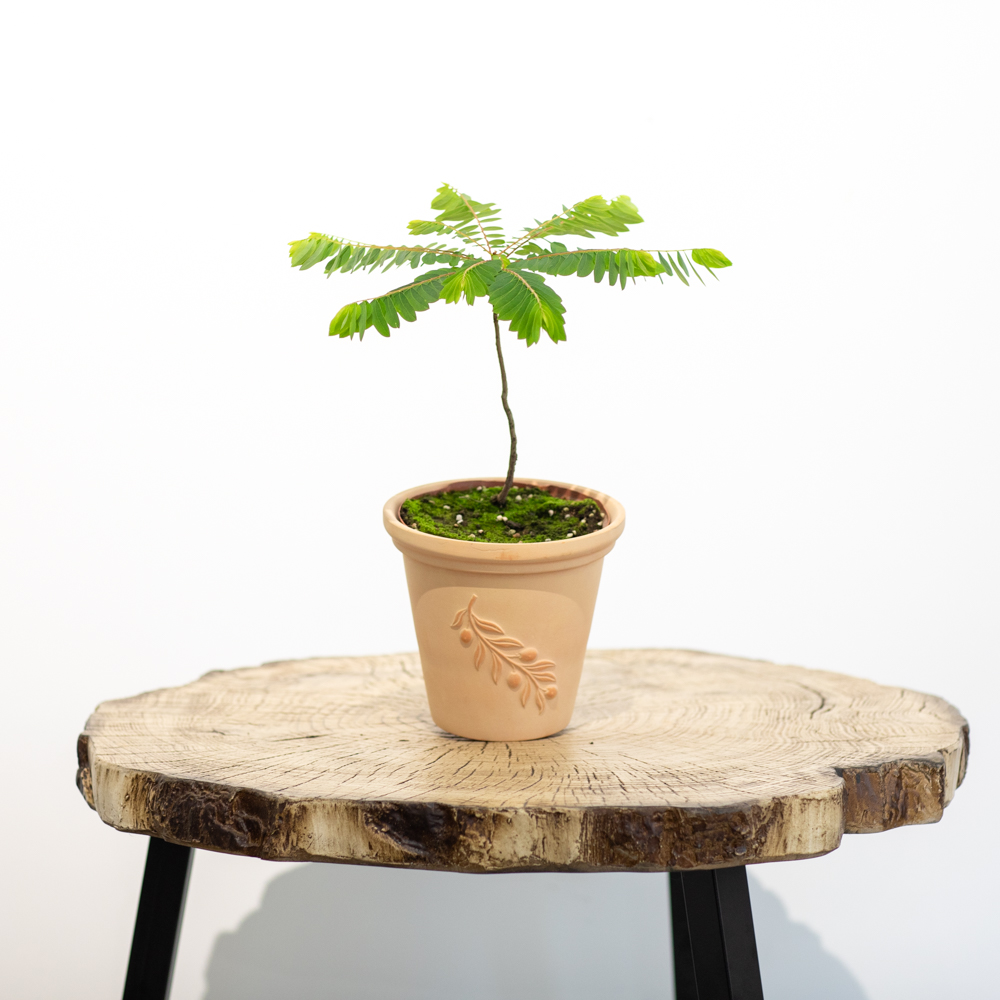 研仓制绿植盆滇藏叶下珠独特植物特殊稀奇净化空气书房美观阳台 漳州