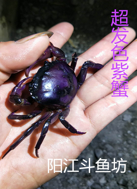 紫罗兰束腰战蟹紫罗兰蟹溪蟹田蟹将军蟹紫蟹淡水螃蟹活体观赏螃蟹
