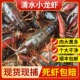 5斤234钱湖北小龙虾鲜活青红壳虾特大龙虾水产淡水清水虾现捞活虾