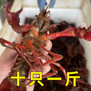 5斤9钱上炮头湖北小龙虾鲜活青红壳特大龙虾水产淡水清水现捞活虾