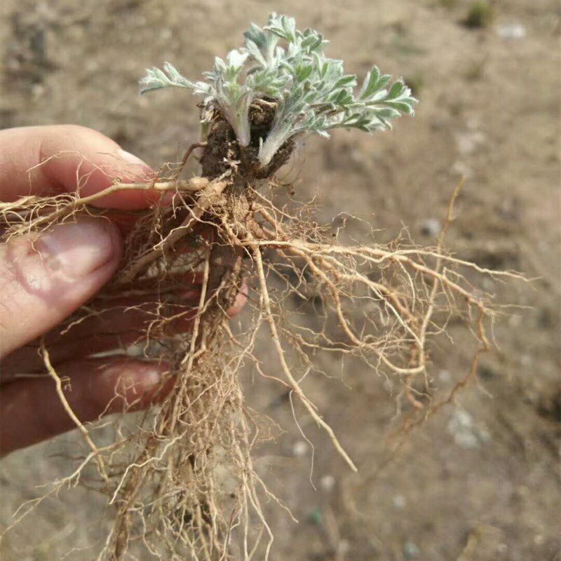 下单现挖新鲜野生白蒿茵陈蒿播播蒿整棵带根蒿子三月蒿草药包邮