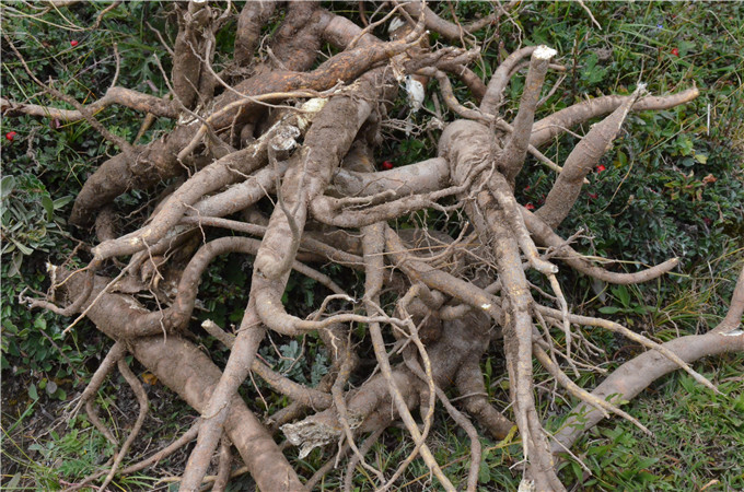 原创手工本子之不朽的爱情康定情书 纯牛皮纯手工制作狼毒草纸张