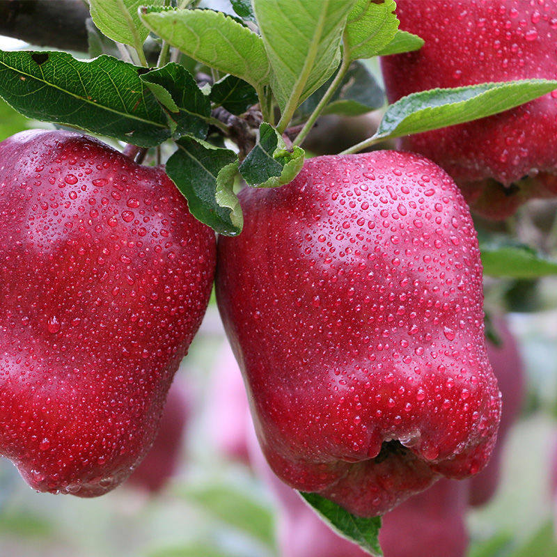 热销小花牛苹果
