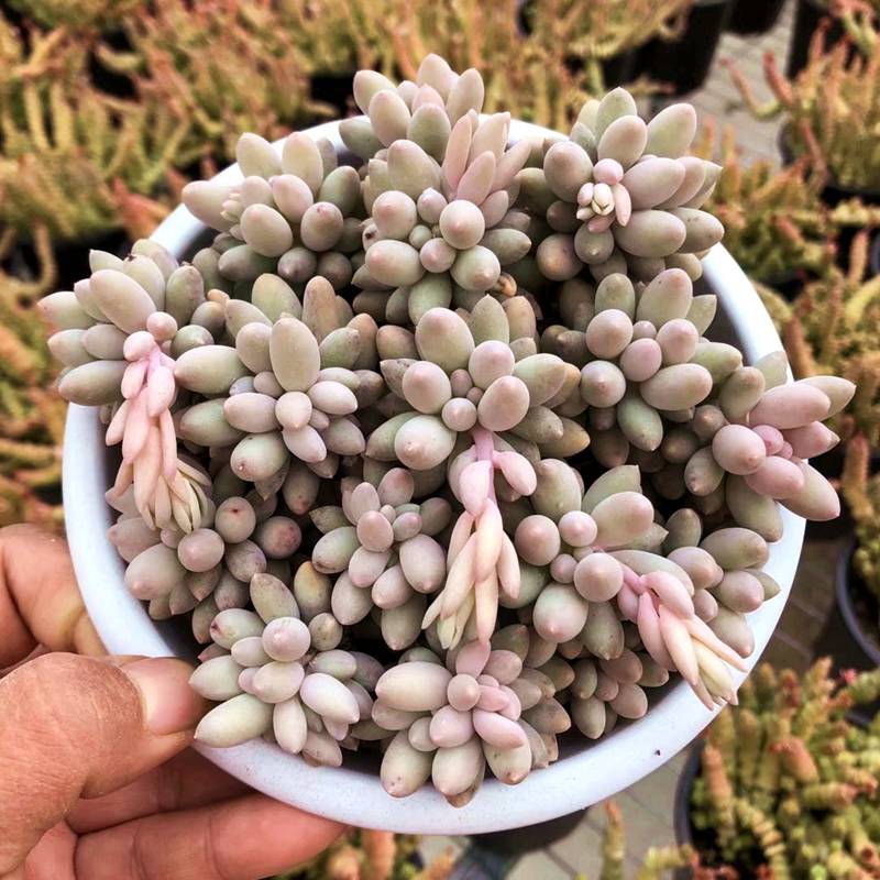 童童多肉植物满48包邮丸叶婴儿手指多肉群生老桩婴儿