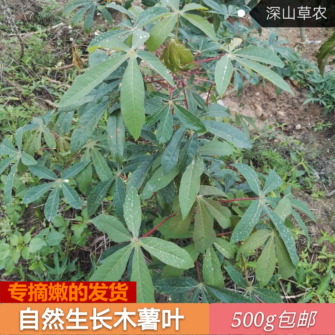 一折地瓜叶 新鲜_新鲜野生木薯叶 现摘500g包邮 树薯叶 生木薯叶子
