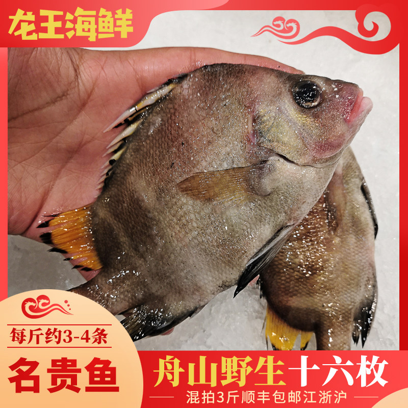 包邮 龙王海鲜舟山东海野生16枚鱼鲜活水产横带髭鲷名贵鱼类十六枚3-4