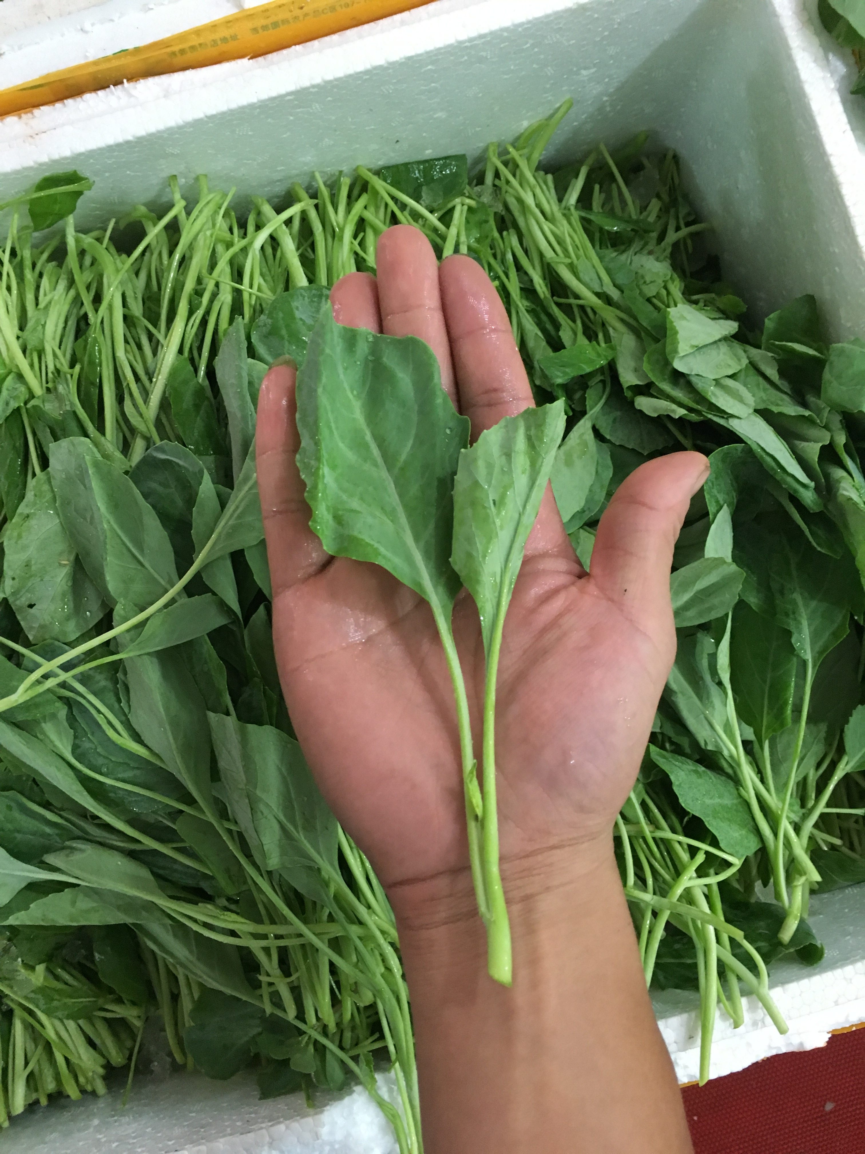 8090 新鲜蔬菜芥兰苗 小芥蓝苗 小芥兰 小芥蓝 芥蓝苗 500g