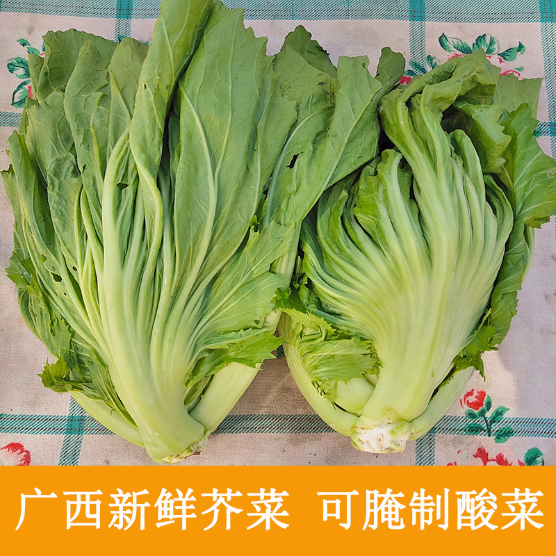 新鲜芥菜广西盖菜包心芥菜大叶宽邦青菜蔬菜腌制泡酸菜用现摘5斤