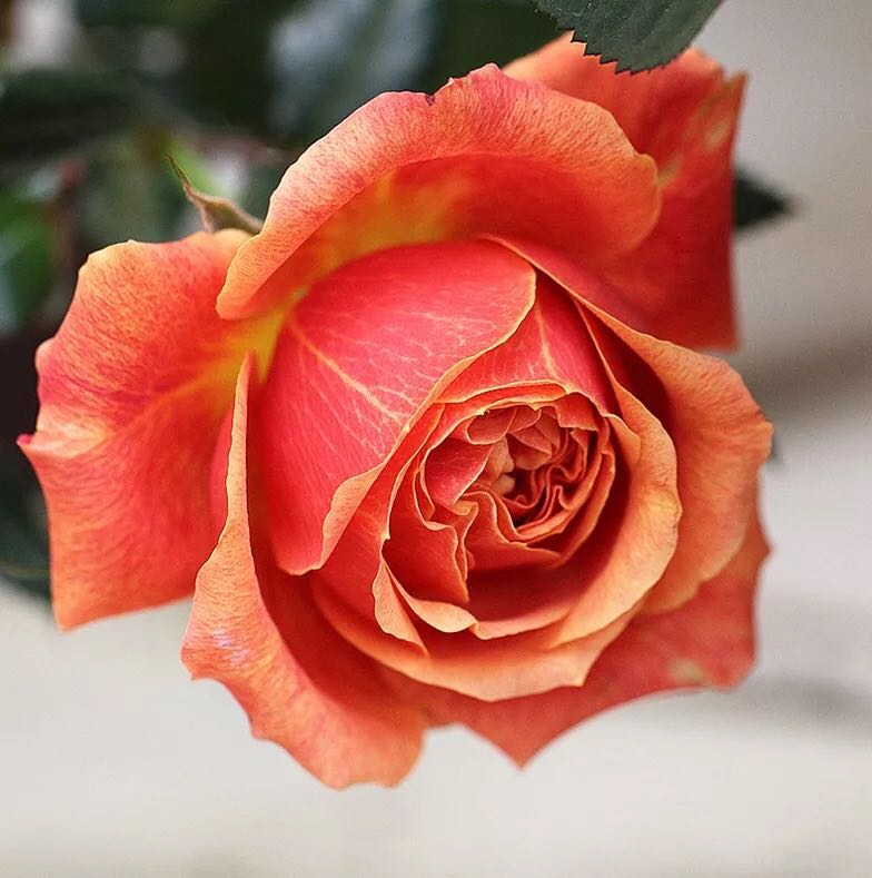 新品橙色丹麦永远的喀麦隆月季花苗花卉大花庭院阳台盆栽四季微型