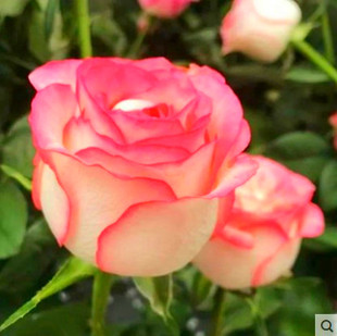 【艾莎】玫瑰月季花苗四季开花灌木浓香切花月季庭院阳台花卉盆栽