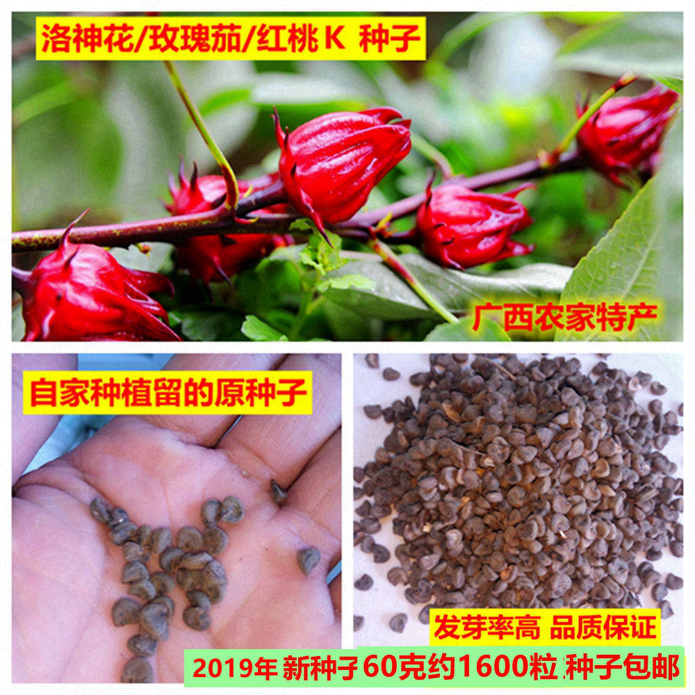 一折洛神花玫瑰茄_2019洛神花种籽玫瑰茄种红桃k原种酵素果60克约1600