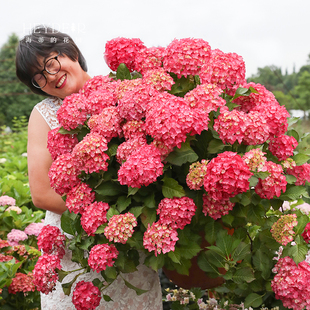 海蒂的花园 塞尔玛大花绣球八仙花庭院阳台耐阴花卉植物盆栽