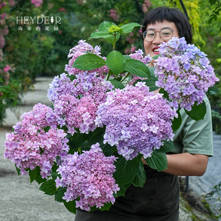 海蒂的花园绣球花苗佳澄重瓣可调色绣球阳台庭院花卉耐阴植物盆栽