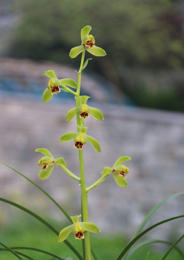 老庆华梅刘梅经典老品种