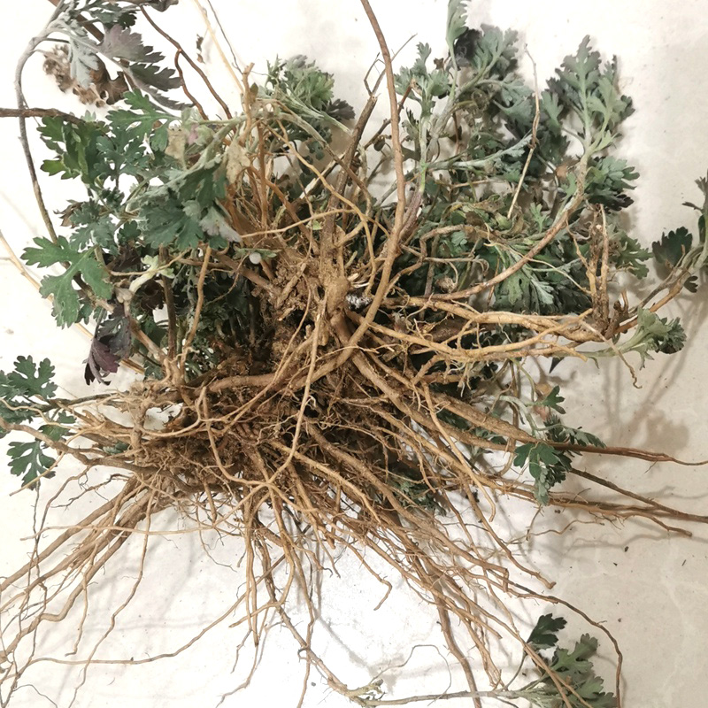 野菊花苗大额优惠券