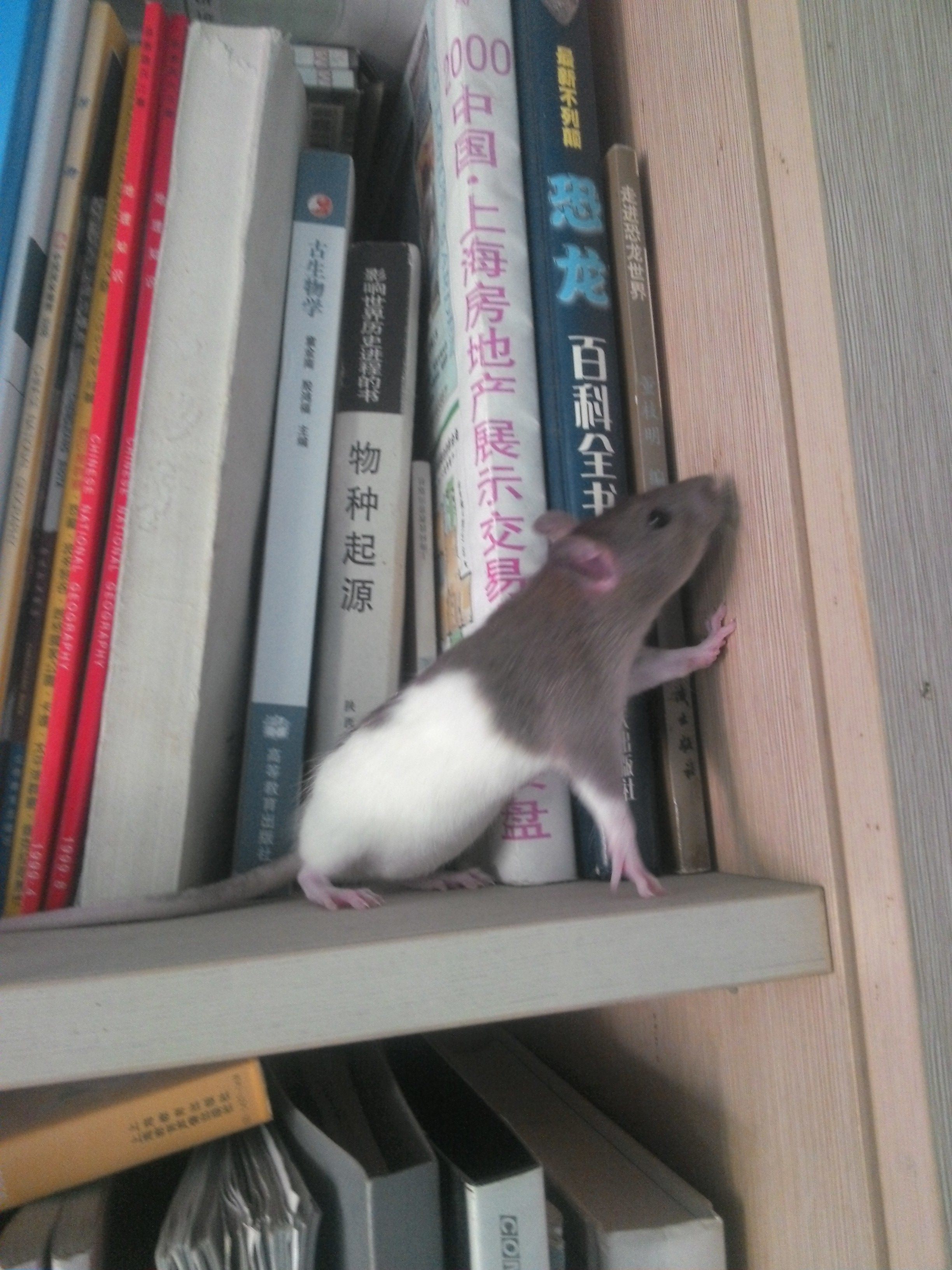 宠物花枝鼠活体奶牛头巾 江浙沪皖 16元 包邮 包活送冰袋需拍盒