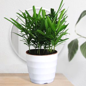 【罗汉松盆栽花卉图片】罗汉松盆栽花卉图片大全_好便宜网