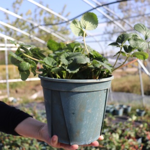 青山控根草莓盆栽奶油四季种植水果树种苗原盆原土带花带果冬天花