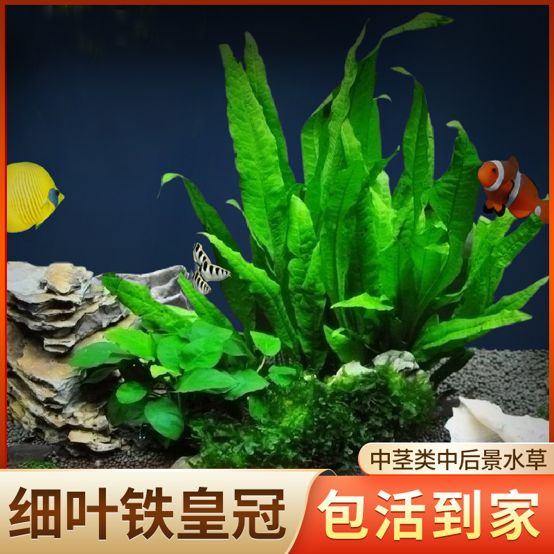 细叶铁大铁皇冠水草坨草植物真草鱼缸水草造景水族活净水阴性新手