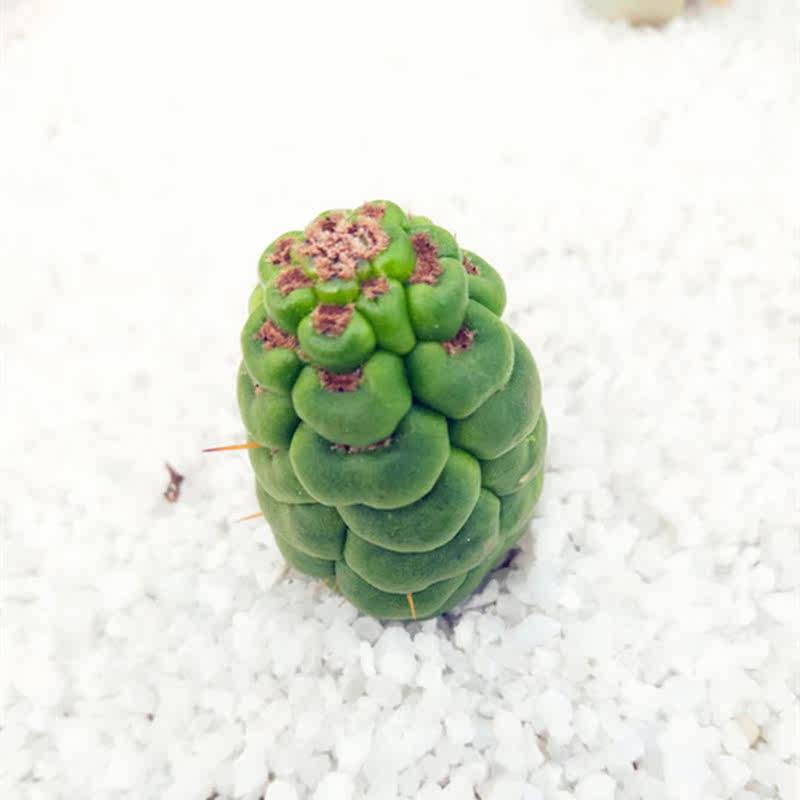 仙人柱仙人掌多肉植物绿竹螺旋形竹节