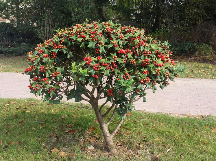 庭院室内耐寒点缀植物 枸骨 无刺枸骨 红果 枸骨冬青 吉祥树种