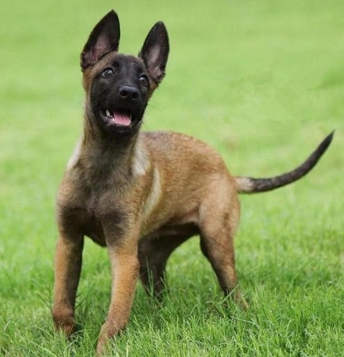 纯种马犬幼犬爆红马犬活体警犬工作犬看家护院狼狗军犬比利时马犬